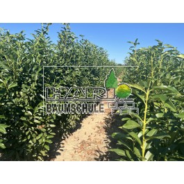 Kirschlorbeer (Prunus laurocerasus 'Genolia'  ®) 160/180 cm